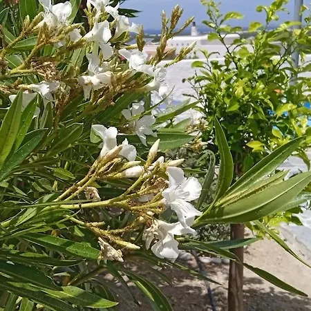 Angelika Glinado Naxos