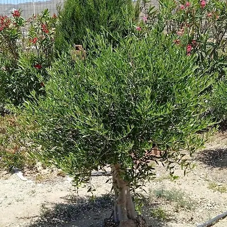 Angelika Glinado Naxos